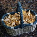 Chanty-basket full of Cantharellus formosus!