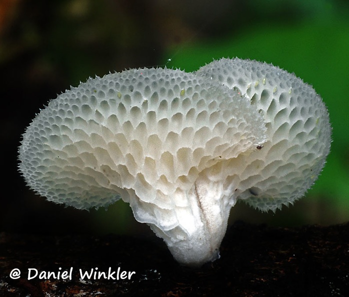 Favolus tenuiculus is a common edible polypore. Seen in the Ecuadorian Amazon,