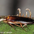 Ophiocordyceps blattae on cockroach