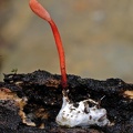 Ophiocordyceps caloceroides excavated