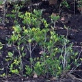 Erythroxylum coca - Coca plants in cultivation in Coroico 1 S