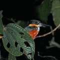 Green-and-rufous Kingfisher (Chloroceryle inda) S