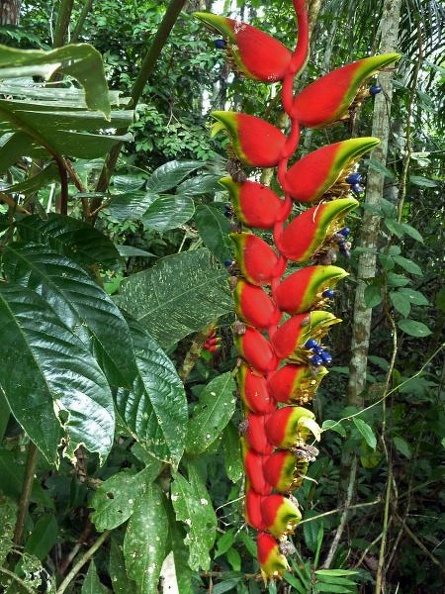 Heliconia infloresence Not DW S.JPG