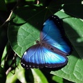 Morpho butterfly Coroico S