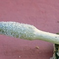 Cordyceps cylindrica sporulating 2013 S