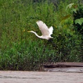 Great Egret - Ardea alba S