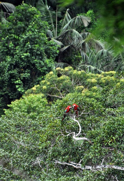 Macaw pair in tree S.jpg