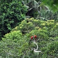 Macaw pair in tree S.jpg