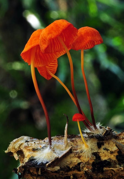 Marasmius orange-red Chalalan S.jpg