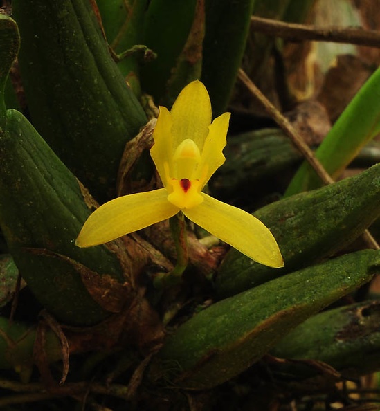 Orchid yellow Chalalan S.jpg