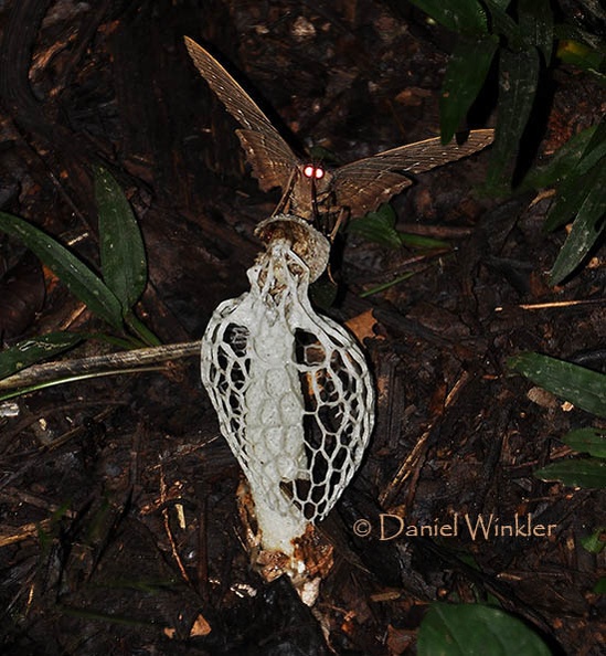 Phallus indusiatus with moth DW S.jpg