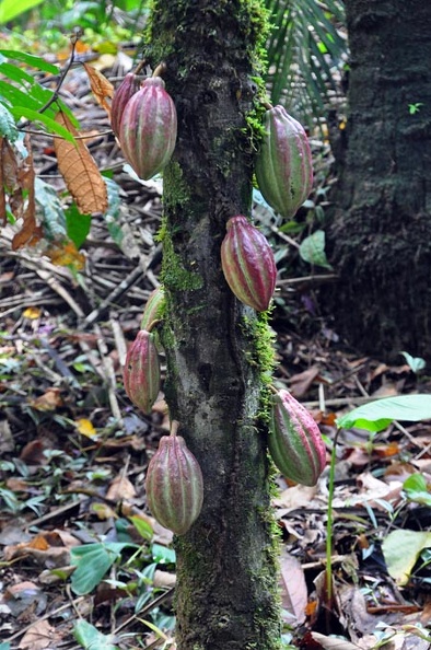 Theobroma cacao tree chocolate w fruits S.jpg