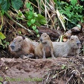 Capybara family- Hydrochaeris hydrochaeris DW Ms