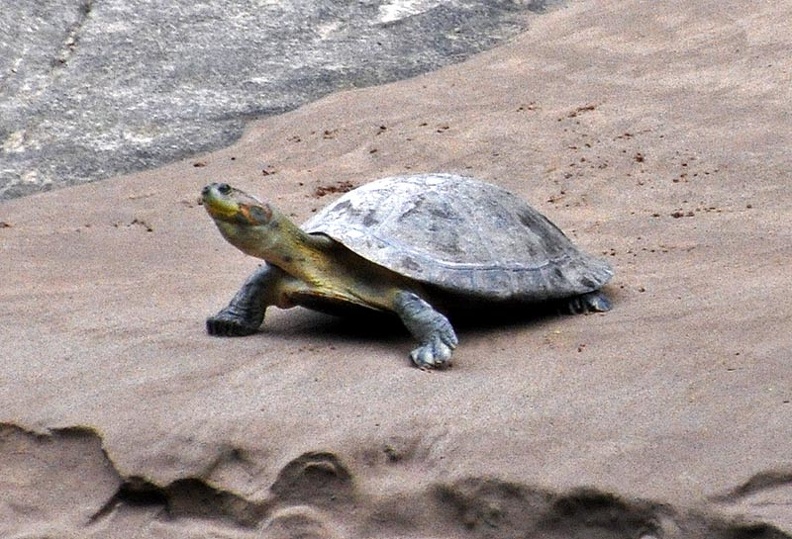 Turtle Beni 2015 Ms.jpg