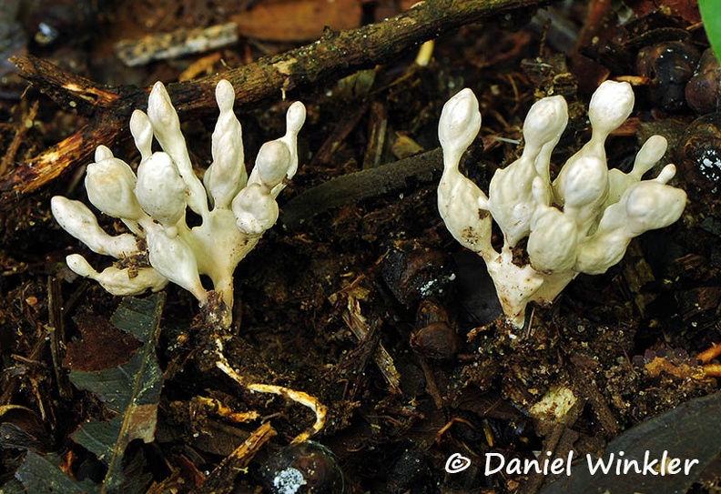White branched bulbous segmented fungus Chalalan DW Ms.jpg
