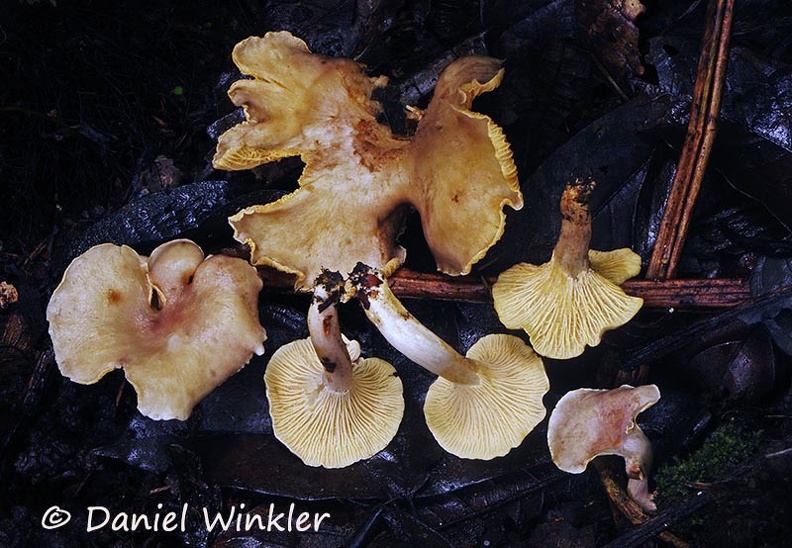 Cantharellus sp pale group Chicaque DW Ms.jpg