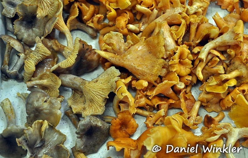 Cantharellus tray Chicaque 2 Species DW Ms.jpg