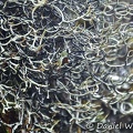 Oropogon sp Lichen black white 