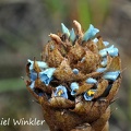Puya flower bluish