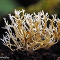 Ramaria Chicaque 15 DW Ms.jpg