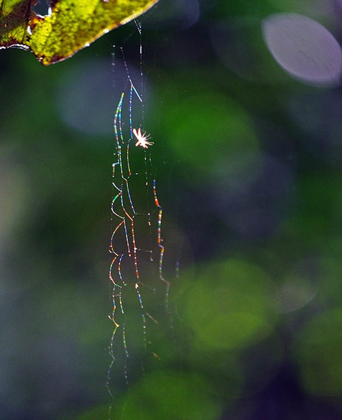 Spider web in the sun Maraquita Cr Ms.jpg