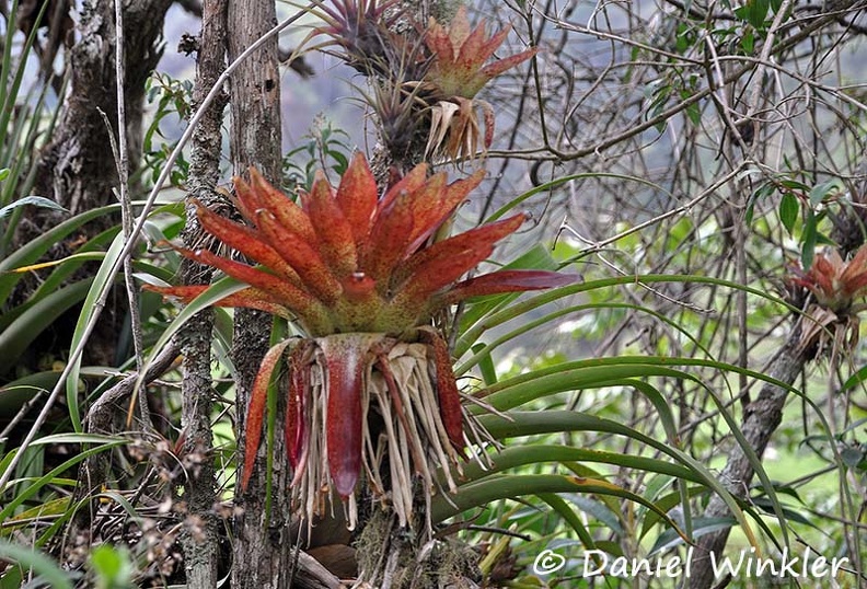 Bromeliade red leaved Valle de Cocora DW MS.jpg
