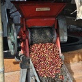 Coffee bean pealing machine Ms.jpg