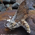 Cordyceps tuberculata Akanthomyces moth
