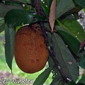 Cupuazú Theobroma grandiflorum fruit tree