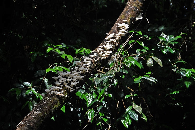 Favolus tenuiculus trunk in water Ms.jpg