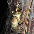 Frog Osteocephalus taurinus 