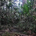 Giant Heliconia forest 