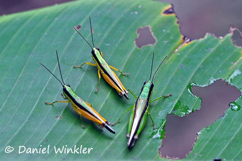 grasshoppers on leaf DW Ms.jpg