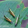 grasshoppers on leaf DW Ms.jpg
