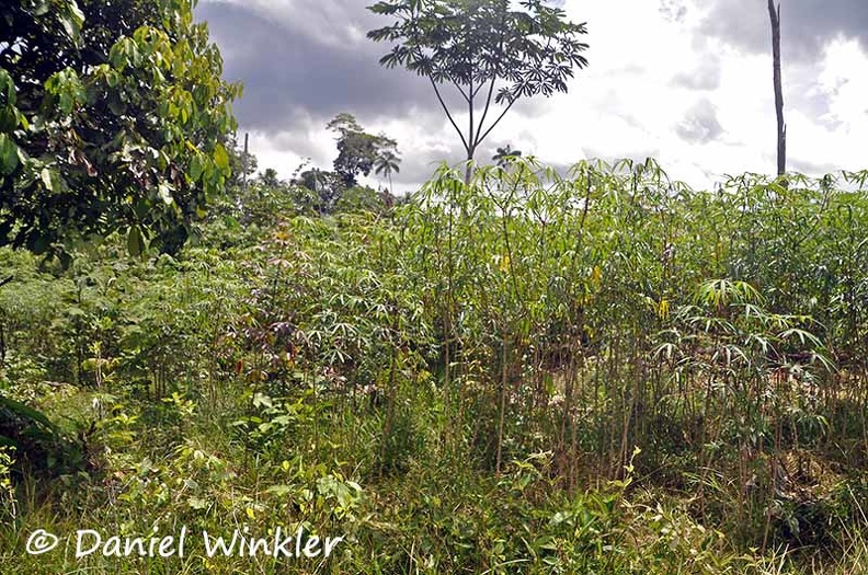 Manioc Cassava Yuca brava Manihot esculenta field DW Ms.jpg