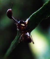 Ophiocordyceps unilateralis 