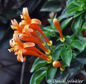 Pyrostegia venusta flowers (Bignoniaceae)