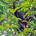 Scarlet macaw Ara macao Puerto Alegre