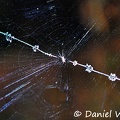 Spider net Stabilimentum