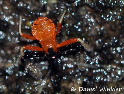 Spider orange tiny