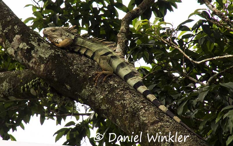 Iguana iguana Green iguana Minca DW Ms.jpg