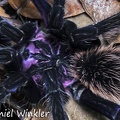 Tarantula purple back Close up RioClaro DW MS
