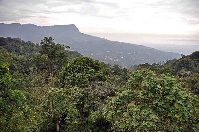 Chicaque forest slope from loadge Ms.jpg