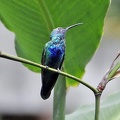 Humming bird Botanical