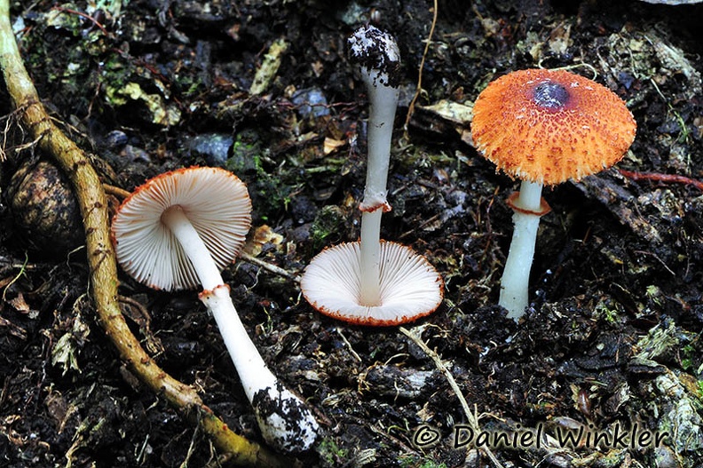 Lepiota red-ringed Chicaque 2014 DW Ms.jpg