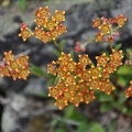 A tiny flowered, but great colored Sedum found in 4500m.