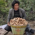 Matsutake collector with their heavy harvest waiting until his buddy comes by motorcycle to fetch him.