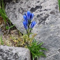 Gentiana atunsiensis, one of my favorite Gentians. Loves to grow above 4200m!