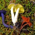 Laccaria amethystea, a Boletus / Xerocomus sp. and another Laccaria