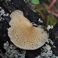 I love the structure of Polyporus arcularius, a wood digesting Polypore.